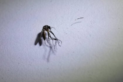 Surto de dengue pode ser o pior da história, diz OMS - 28/03/2024 - Equilíbrio e Saúde