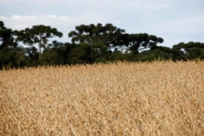 Plantação de soja em Ponta Grossa, Paraná - Foto: Rodolfo Buhrer - Reuters