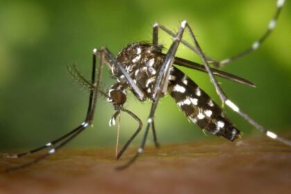 Mosquito Aedes aegypti