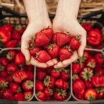 Web- Morango From above red fragrant big strawberry with green stem in hands of crop person holding berries over boxes full of harvest