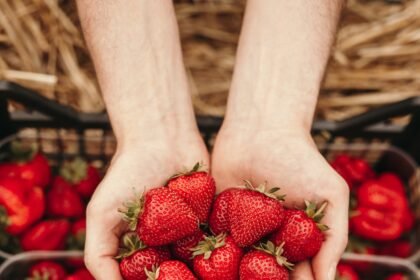 Web- Morango From above red fragrant big strawberry with green stem in hands of crop person holding berries over boxes full of harvest